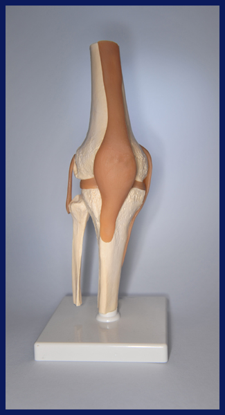 Model of a Knee